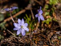 Leberblümchen im Sonnenlicht